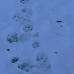 Impronte di lupo (con cucciolo): dritte, regolari, ricalpestate sempre sulla stessa impronta