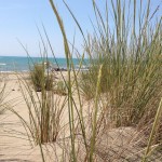 Le dune e le loro piante pioniere