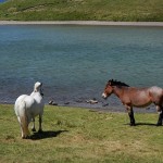 Cavalli sul lago Scaffaiolo