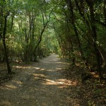il sentiero nel bosco