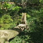 Nel Parco di Poppi, il gatto selvatico si rilassa nel suo ambiente